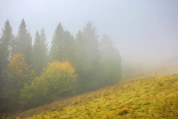 Mañana Niebla Fría Paisaje Del Clima Malhumorado Bosque Abetos Prado — Foto de Stock