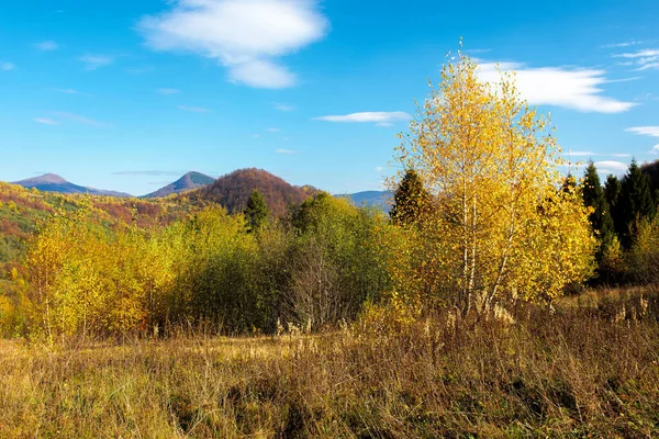 Birch Forest Hill Beautiful Autumn Landscape Carpathian Mountains Bright Vivid — Stock Photo, Image