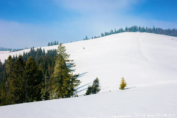Las Świerkowy Pokrytym Śniegiem Wzgórzu Piękny Krajobraz Górski Zimie Mglista — Zdjęcie stockowe