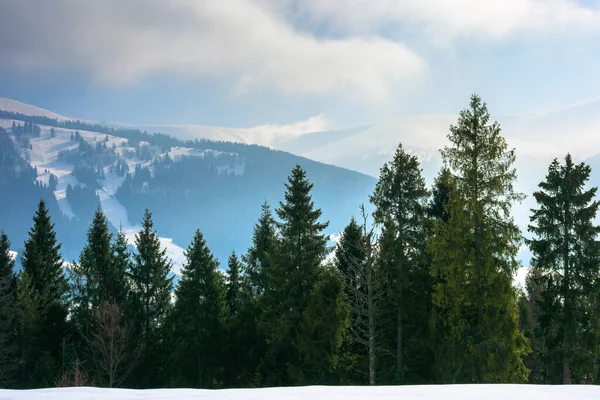 Smrkový Les Zasněženém Kopci Krásná Zimní Krajina Horách Vzdálený Hřeben — Stock fotografie