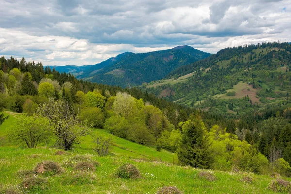 Campo Montaña Primavera Árboles Colinas Cubiertas Hierba Valle Distancia Del — Foto de Stock