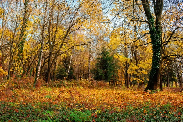 Soligt Höstlandskap Skogen Grenar Färgglada Blad Täckt Med Fallna Löv — Stockfoto