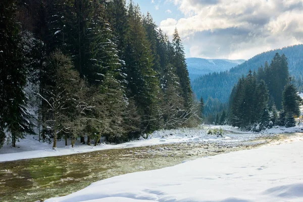 Horská Řeka Zimě Slunečná Karpatská Krajina Smrkovým Lesem Zasněženým Pobřežím — Stock fotografie