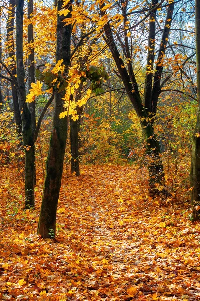 Ηλιόλουστο Φθινοπωρινό Τοπίο Στο Δάσος Κλαδιά Πολύχρωμο Φύλλωμα Έδαφος Καλυμμένο Royalty Free Εικόνες Αρχείου