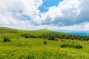 Dağlık tepelerde çayırlarda. Runa, Ukrayna. Uzakta kozalaklı bir orman. Yazın Karpatlar 'ın güzel doğa manzarası. bulutlu hava
