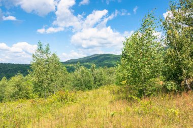 Dağlardaki çayır üzerinde genç bir orman. Yazın mavi gökyüzünün altında ağaçların olduğu kabarık bulutların olduğu bir yaz manzarası.