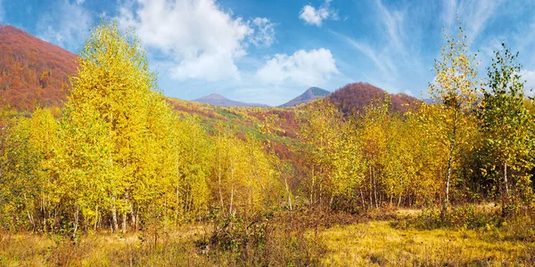 山の中の黄色の秋の風景 黄色の葉のブナ林と美しい自然景観 青空の下で暖かい晴天 カルパチア地方 — ストック写真