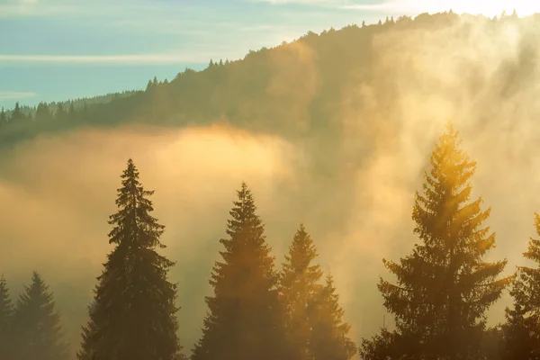 山の自然公園の谷の木 秋口の霧の朝 輝く空の下の美しい圧延風景 — ストック写真