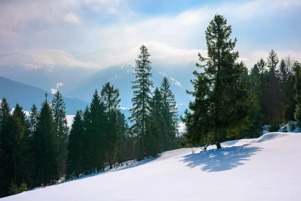 Bosco Abeti Rossi Sulla Collina Innevata Bellissimo Paesaggio Invernale Montagna — Foto Stock