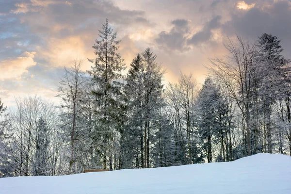 Зимний Пейзаж Рассвете Деревья Заснеженном Лугу Небом Облаками Ярком Свете — стоковое фото
