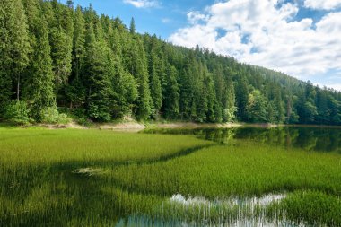 Ormanın içindeki yüksek rakımlı dağ gölü. Kıyıdaki çam ağaçları. Güneşli bir günde güzel bir doğa manzarası.