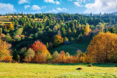Dağlardaki sonbahar kırsal arazisi. Tepedeki çimenler, renkli yapraklar içindeki ağaçlar. Güzel doğa manzarası. Gökyüzünde yumuşak bulutlarla güneşli bir sabah havası