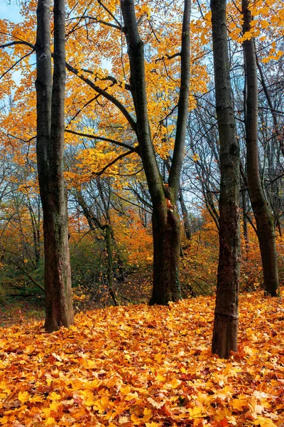 Paysage Automne Ensoleillé Avec Des Arbres Branches Dans Feuillage Coloré — Photo