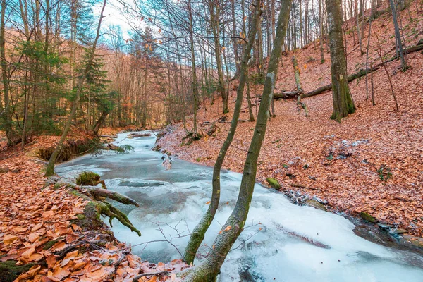 Zamarznięta Rzeka Lesie Zimno Mroźna Pogoda — Zdjęcie stockowe