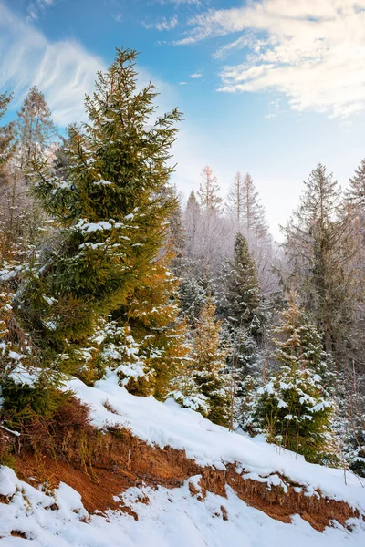 Bosque Una Mañana Brumosa Árboles Las Heladas Hermoso Paisaje Invierno — Foto de Stock