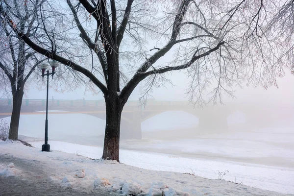 Arbres Sur Remblai Couvert Neige Paysage Urbain Hiver Longue Allée — Photo