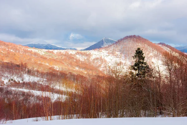 Parc Naturel Uzhanian Dans Les Montagnes Enneigées Beaux Paysages Naturels — Photo