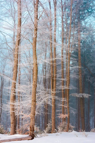 Güneşin Doğuşunda Kırağın Altında Uzun Kayın Ağaçları Aydınlık Sisli Bir — Stok fotoğraf