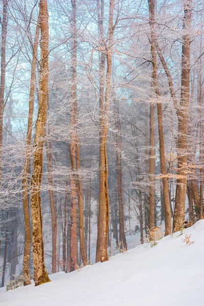 Высокие Буковые Деревья Инее Рассвете Красивый Зимний Пейзаж Природы Ясное — стоковое фото