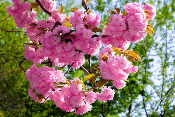 Flor Cereja Rosa Dia Ensolarado Beleza Natureza Primavera — Fotografia de Stock
