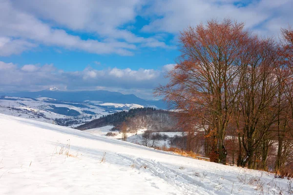 Rural Landscape Wintertime Trees Snow Covered Hill Beautiful Scenery Carpathian — Stock Photo, Image