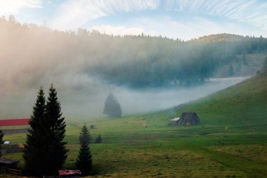Dağlık doğal park vadisindeki ağaçlar. Sonbahar mevsiminde sisli şafak. Parlayan gökyüzünün altında yuvarlanan güzel bir manzara.