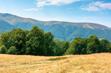Dağlardaki çayırlarda sarı çimenler. Mavi gökyüzünün altında, öğleden sonra kabarık bulutlu güzel doğa manzarası..