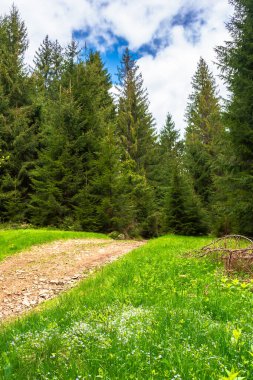 Güzel doğa dağ manzarası. İlkbaharda çimenli tepelerde ormanın içinden geçen yol. Güneşli bir günde açık hava macerası kavramı. Mavi gökyüzünde bulutlar.