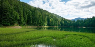 Ormanın içindeki yüksek rakımlı dağ gölü. Kıyıdaki çam ağaçları. Güneşli bir günde güzel bir doğa manzarası.