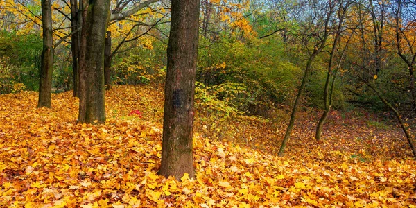 Sunny Autumn Landscape Woods Branches Colorful Foliage Ground Covered Fallen — Stock Photo, Image