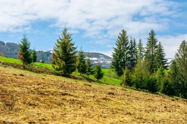 Forêt Sur Prairie Herbeuse Dans Les Montagnes Beau Paysage Ensoleillé — Photo