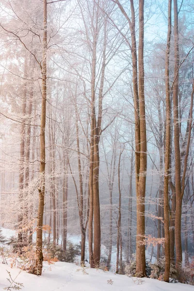 Haya Alta Escarcha Amanecer Hermoso Paisaje Natural Invierno Una Mañana — Foto de Stock