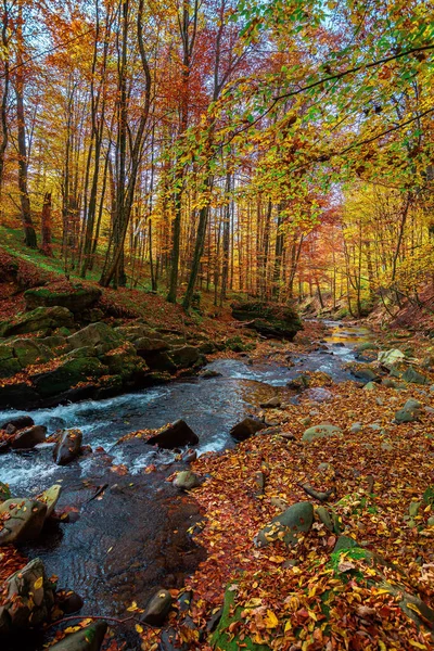 森の中の山川 岩の間の水の流れ 秋の色の木 晴れた前日の天気 美しい自然背景 — ストック写真