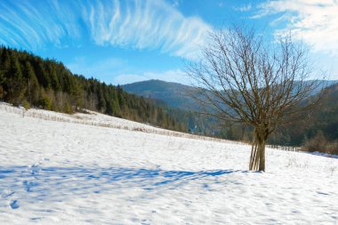 Dağlarla kaplı karlı tarladaki ağaç. Güneşli bir günde güzel doğa kışı manzarası. Parlak mavi gökyüzünde bulutlar