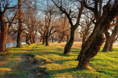 Gün doğumunda parkta yapraksız ağaçlar. Sabah ışığında yeşil çimenler. Baharda sakin doğa manzarası