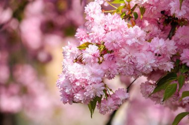 İlkbahar zamanı pembe kiraz çiçeği. Sabahın ilk ışıklarıyla yemyeşil çiçek sakura. güzel doğa arkaplanı