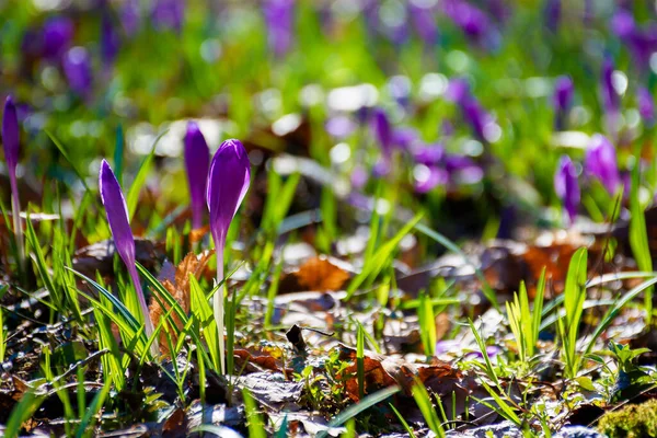Flores Cocodrilo Púrpura Primavera Hermoso Paisaje Natural Día Soleado —  Fotos de Stock