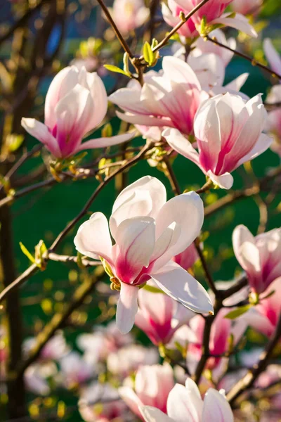 Die Rosa Magnolie Blüht Morgenlicht Schöne Natur Hintergrund Frühling Strahlend — Stockfoto