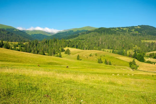 Hornatá Krajina Létě Travnaté Pole Vpředu Lesích Zvlněných Kopcích Úpatí — Stock fotografie