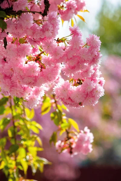 Flor Cerezo Rosa Primavera Flores Exuberantes Sakura Las Ramas Luz — Foto de Stock