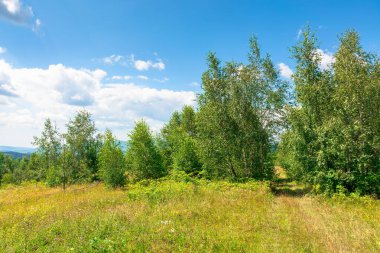 Dağlardaki çayır üzerinde genç bir orman. Yazın mavi gökyüzünün altında ağaçların olduğu kabarık bulutların olduğu bir yaz manzarası.