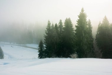 Kışın sislerin arasında çam ağaçları karla kaplı çayırlarda. Soğuk mevsimde güzel doğa. Kasvetli dramatik hava