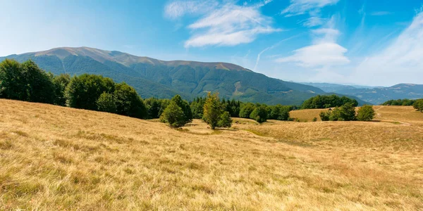 Dağlardaki çayırlarda sarı çimenler. Mavi gökyüzünün altında, öğleden sonra kabarık bulutlu güzel doğa manzarası..