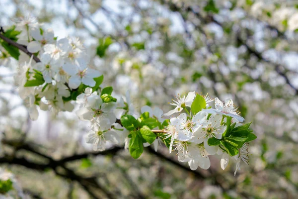 봄철에는 아름다운 과수원이 펼쳐져 — 스톡 사진