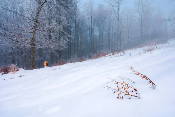 Karla Kaplı Bir Yamaçta Orman Ağaç Donundaki Ağaçlar Sabah Gizemli — Stok fotoğraf