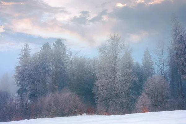 Floresta Uma Manhã Enevoada Árvores Hoarfrost Belo Cenário Inverno Tempo — Fotografia de Stock