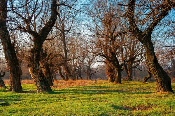 Gün doğumunda parkta yapraksız ağaçlar. Sabah ışığında yeşil çimenler. Baharda sakin doğa manzarası