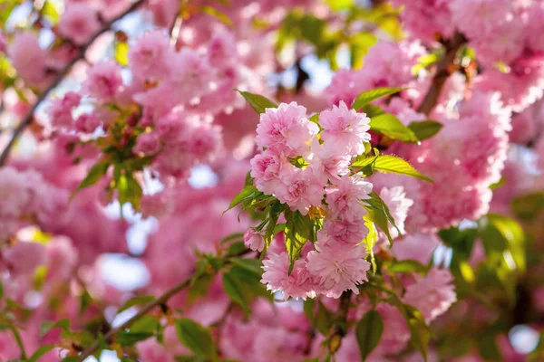 春にはピンクの桜 朝の光の中で枝に咲く桜 美しい自然背景 — ストック写真