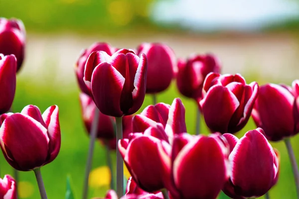Sluiten Van Rood Gestreepte Tulpen Mooie Natuur Achtergrond Het Voorjaar — Stockfoto