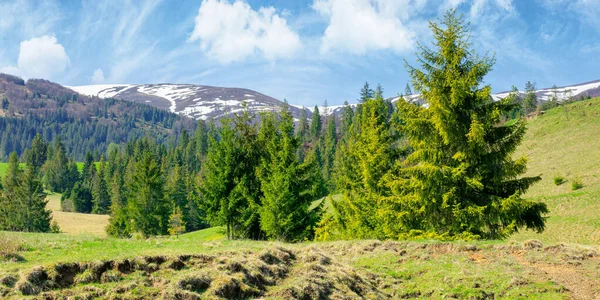 Carpathian Springtime Landscape Sunny Day Beautiful Nature Scenery Spruce Trees — Stock Photo, Image
